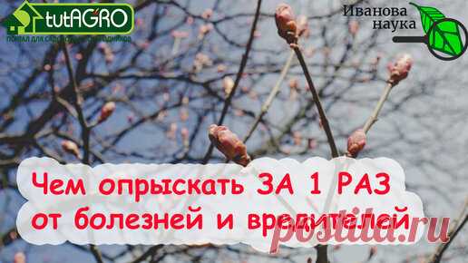 УНИКАЛЬНЫЙ РЕЦЕПТ XIX ВЕКА ДЛЯ ВЕСЕННЕЙ ОБРАБОТКИ САДА, БОРЬБЫ С ГНИЛЬЮ, ПЕРОНОСПОРОЗОМ и ФИТОФТОРОЙ | Иван Русских | Дзен