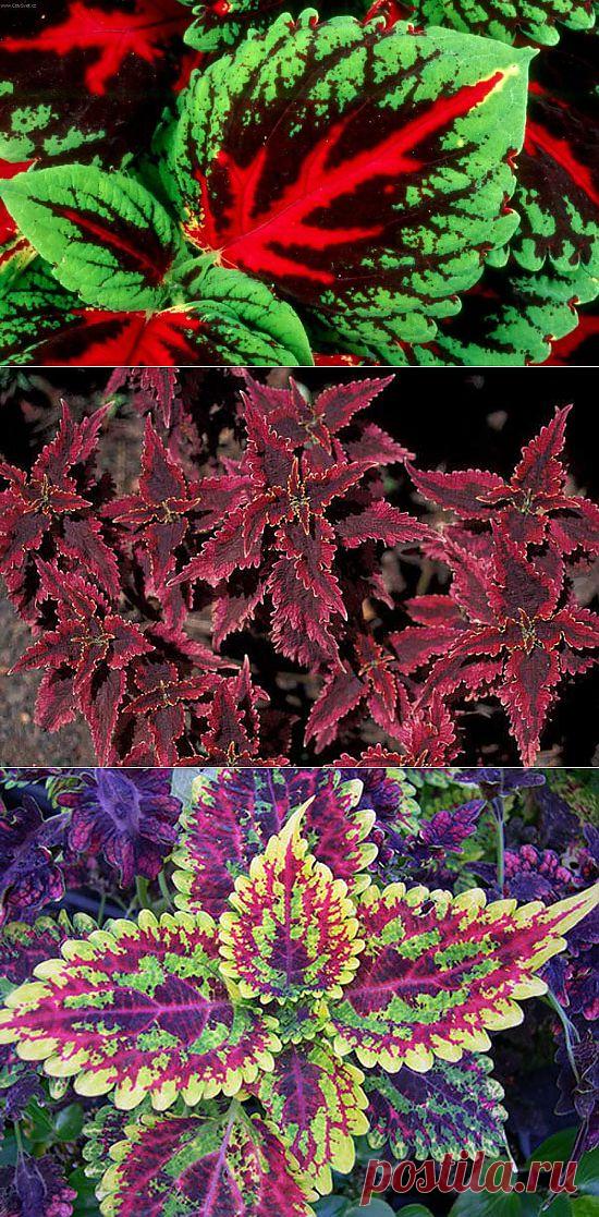 КОЛЕУС — COLEUS ОПИСАНИЕ, УХОД, ОСОБЕННОСТИ ВЫРАЩИВАНИЯ | Самоцветик