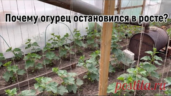 5 причин почему огурец остановился в росте . НЕ ДОПУСКАЙТЕ ЭТОГО.