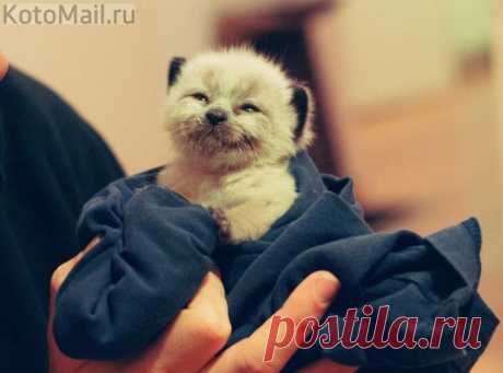 Счастливый котёнок