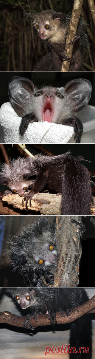 Смотреть изображения мадагаскарских руконожек | Зооляндия