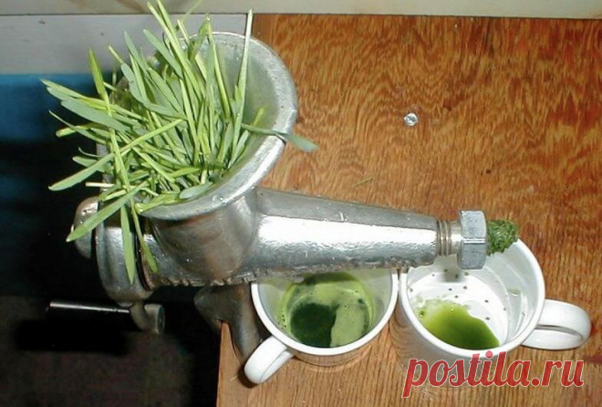 Этот сорняк — находка для тех, кто хочет дожить до глубокой старости