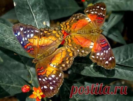 Kissed By A Butterfly : Photo