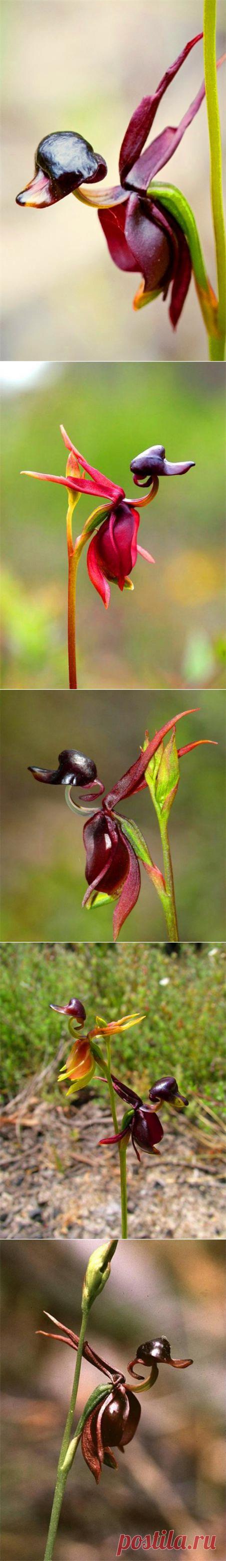 Орхидея Калания – летящая уточка — Воротила