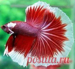 Рыба бабочка!