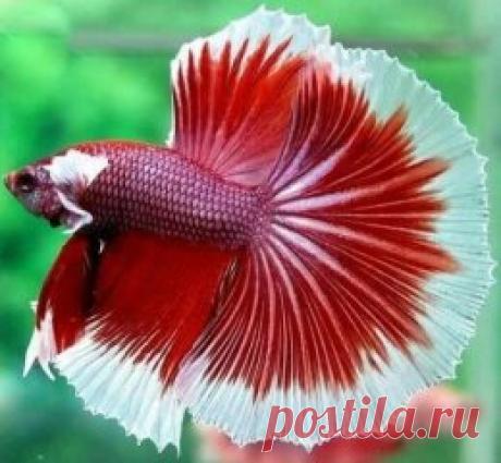 Рыба бабочка!