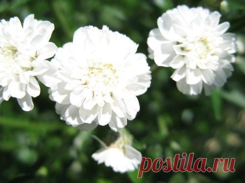 Фото цветов — Кладовочка