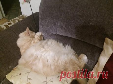 Счастье иметь кота