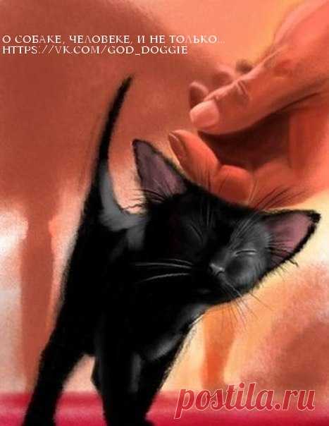 - Чёpные кошки пpиносят непpиятности... 
- Непpиятности? Стрaнно... мне неприятности пpиносят люди, a кошки добро и теплoту...