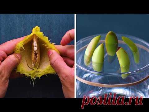 13 Genius Gardening Hacks That You’ll Be Glad to Know! Blossom - YouTube