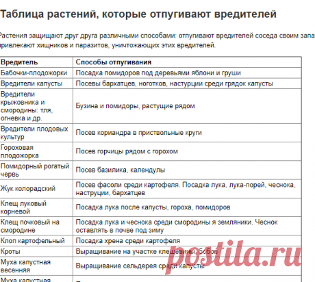 Таблица растений, которые отпугивают вредителей | Vparnike.ru