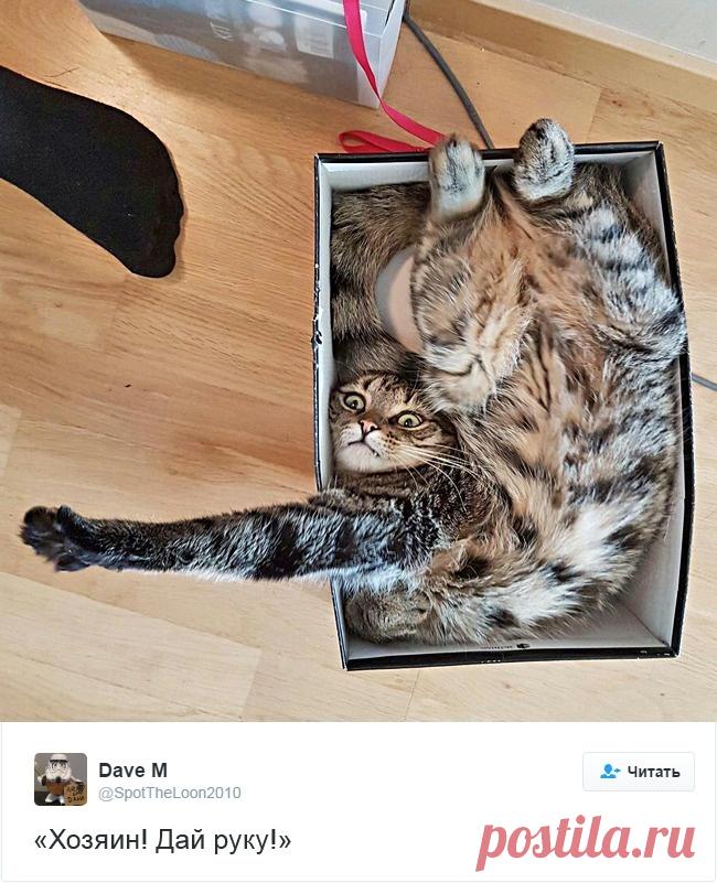 15 кошек, которые взорвали интернет в этом году!