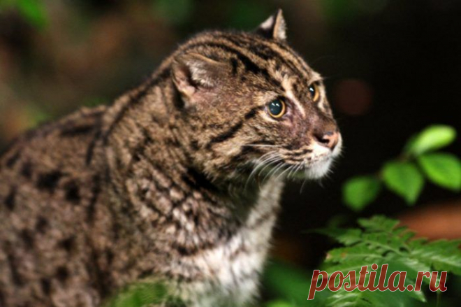 Кошка-Рыболов или Виверровый кот: 25+ фото Крапчатой, цена