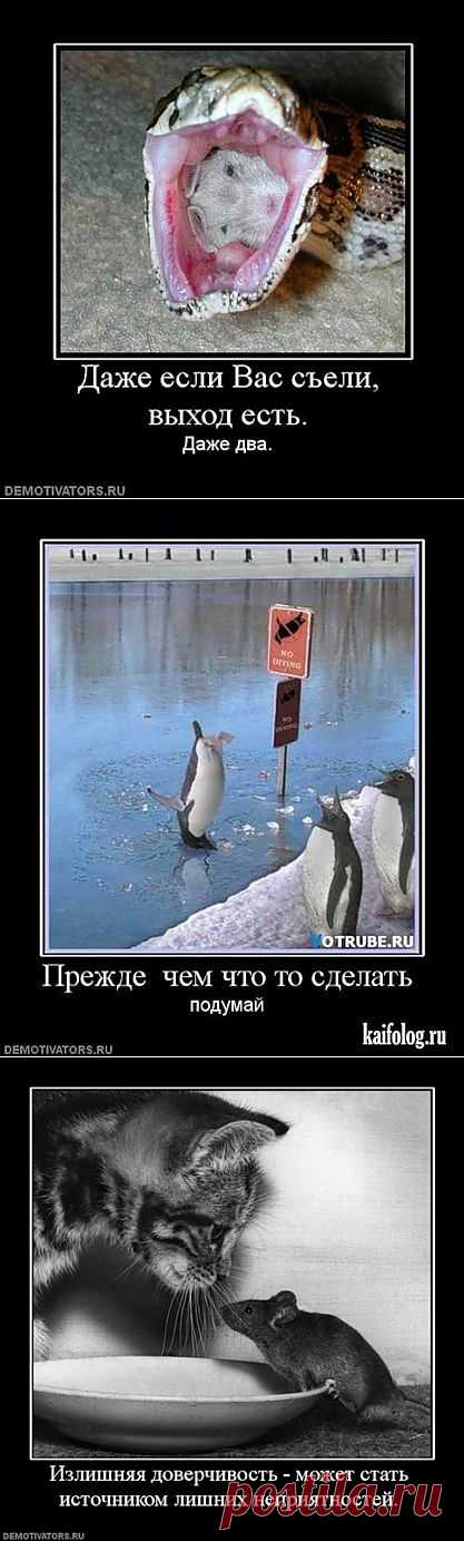 Излишняя доверчивость может стать источником лишних неприятностей. Демотиваторы животные.