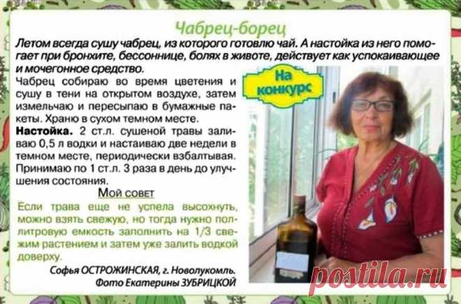 Тимьян (чабрец) - борец