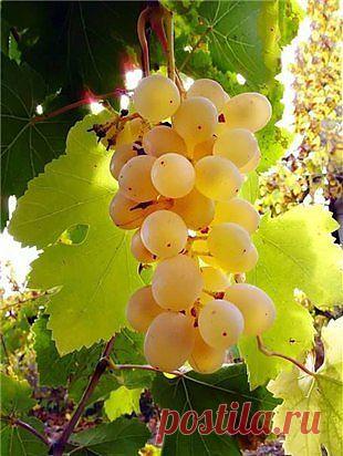 Людмила Чуб