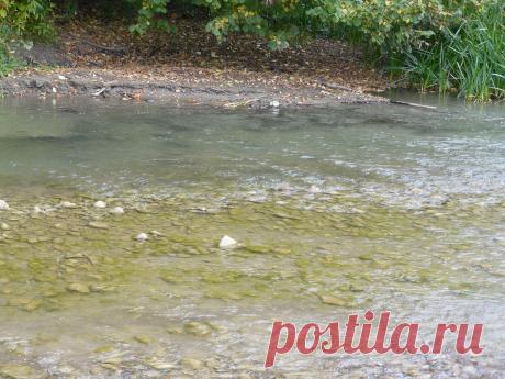 р. Пистынька с. Нижний - Вербиж .Речка детства моего.