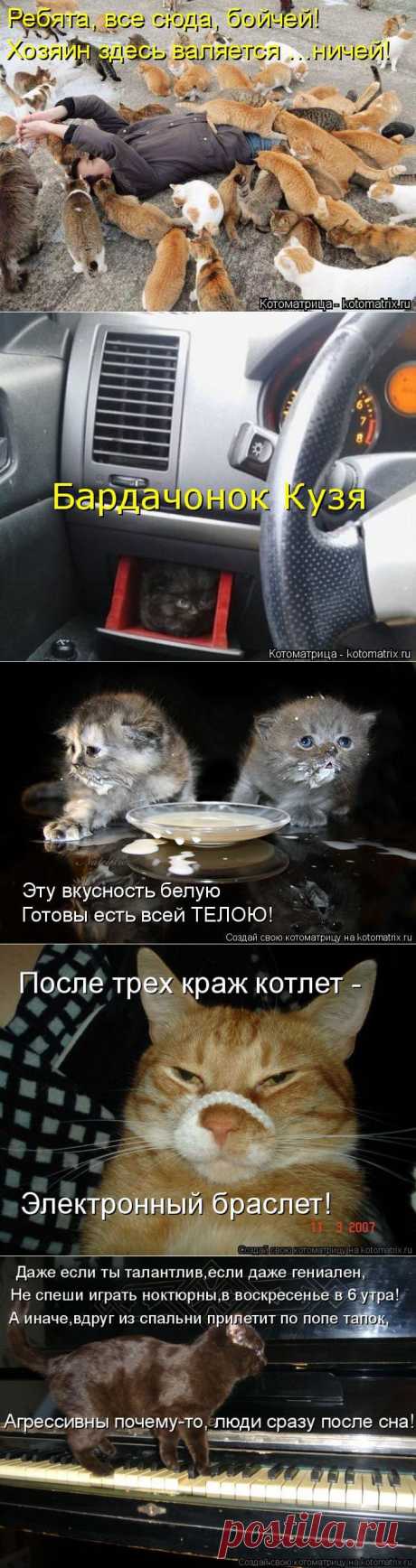 Котоматрицы!!!.