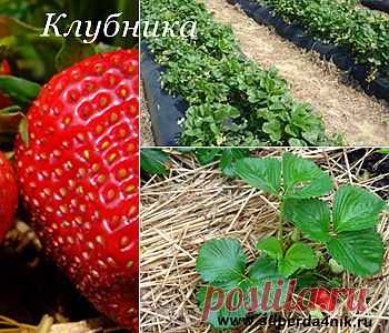 Чем подкормить клубнику осенью | СуперДачник
