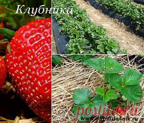 Чем подкормить клубнику осенью | СуперДачник