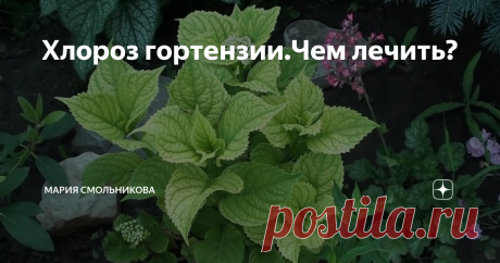 Хлороз гортензии.Чем лечить?