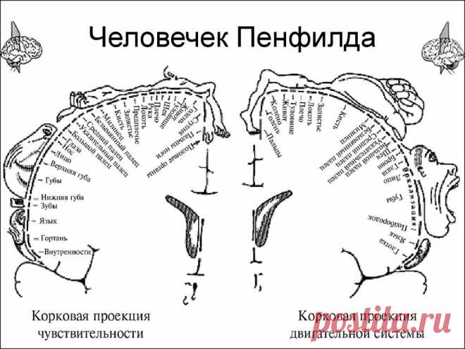 Любите вязать, но зрение слабеет? Давайте поддержим ваши глаза! | Лариса Цуркан | Дзен