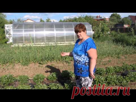 Почему я всегда с земляникой. Мой секрет.