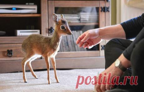 Дикдик: Самый громкий житель Африки | Книга животных | Пульс Mail.ru Всем привет! Сегодня мы поговорим о животном, которое внешне очень милое и безобидное, но при желании может навести шороху на всей территории...