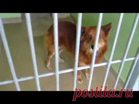 № 451 Это Америка - Приют для животных Взять собаку в дом  11.02.1011