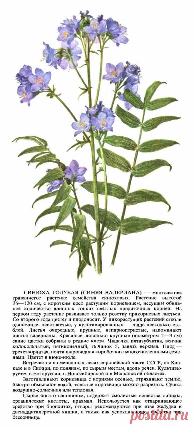 Синюха голубая (синяя валериана)