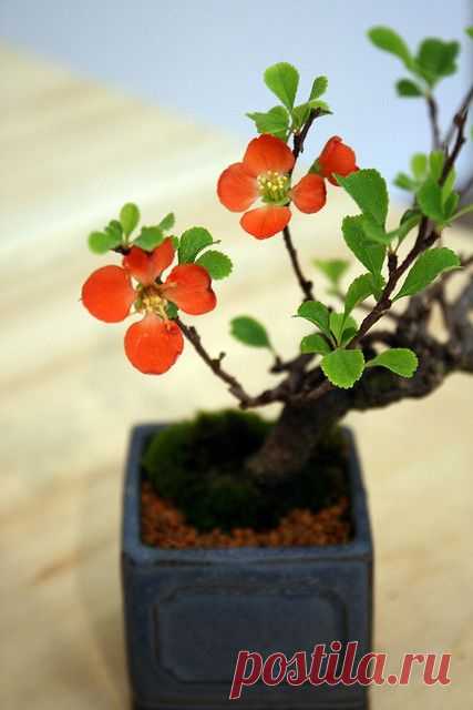 Flowering bonsai,  flickr от quinn.anya  |  Pinterest • Всемирный каталог идей