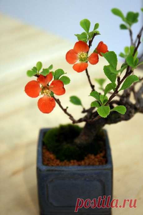Flowering bonsai,  flickr от quinn.anya  |  Pinterest • Всемирный каталог идей