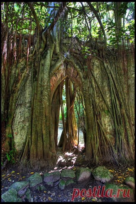 легенда о дереве