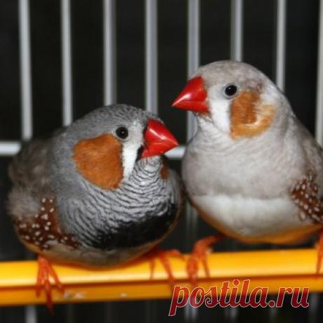 Амадины в домашних условиях: обеспечиваем комфортную среду
