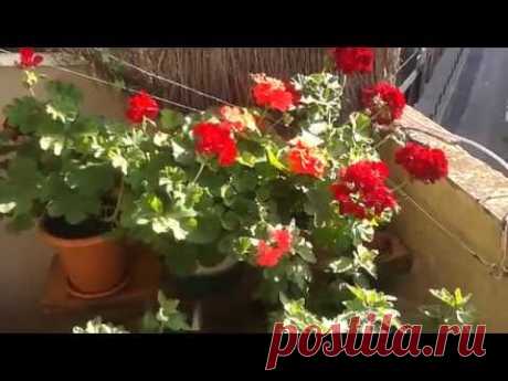 Подкормка комнатных растений.