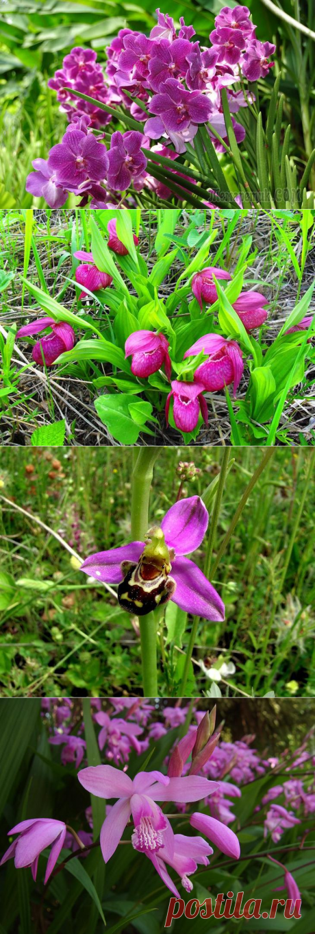 Садовые орхидеи: виды, уход, размножение.
