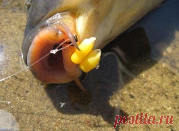 Способы ловли карпа. Как ловить карпа