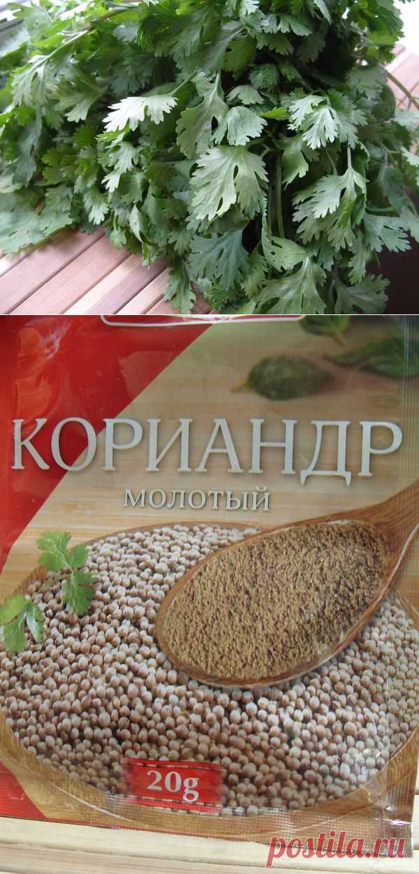 Библейское растение - кориандр / кориандр посевной / 7dach.ru