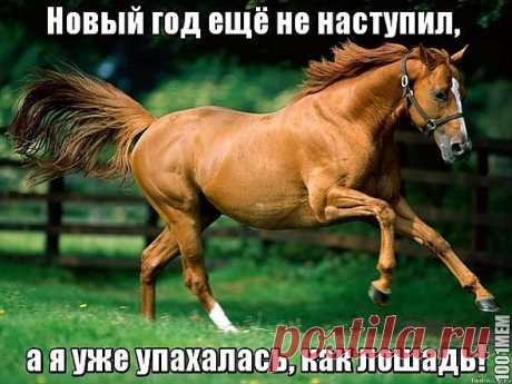 &quot;ЛОШАДИНЫЙ&quot; ПОСТ К НОВОМУ ГОДУ!!!
