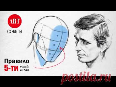 Как нарисовать пропорции лица и запомнить их навсегда! Для начинающих.