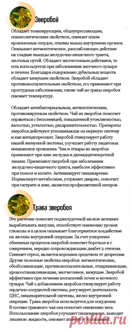 Зверобой - лечебные свойства