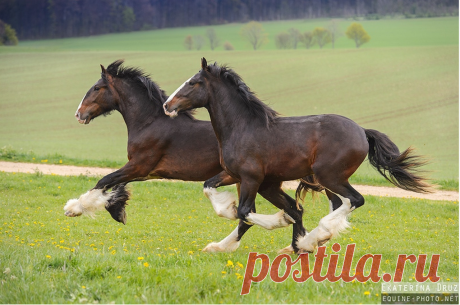 Летающий Бесплатно