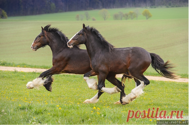 Летающий Бесплатно