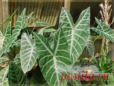 Легко ли вырастить алоказию в домашних условиях — Сад на подоконнике