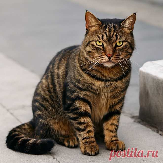 Ничейная бабушка - OGADANIE.RU