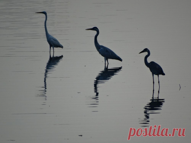 3 of a kind! Photo by Christina Leow