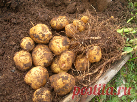 "С одного куста целое ведро". Рассказываю какой сорт картофеля и как нужно посадить, чтобы получить крупный урожай. | Бабушкина | Яндекс Дзен