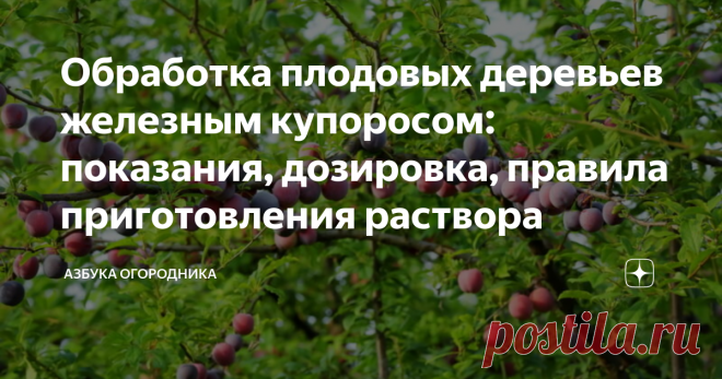 Обработка плодовых деревьев железным купоросом: показания, дозировка, правила приготовления раствора Обработка плодовых деревья с целью лечения и в качестве профилактики может осуществляться с помощью различных составов.