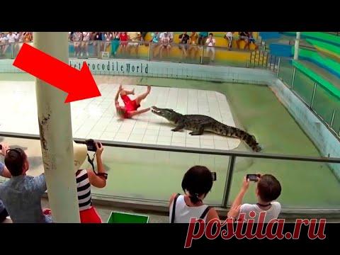 Случаи, Когда Люди Залезли в Клетки к Животным