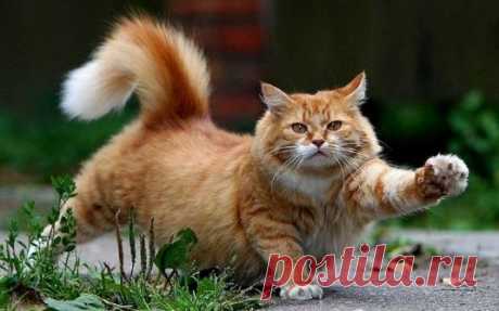 ПЯТЬ БОЛЕЗНЕЙ КОШЕК, КОТОРЫЕ ИГНОРИРУЮТ ХОЗЯЕВА